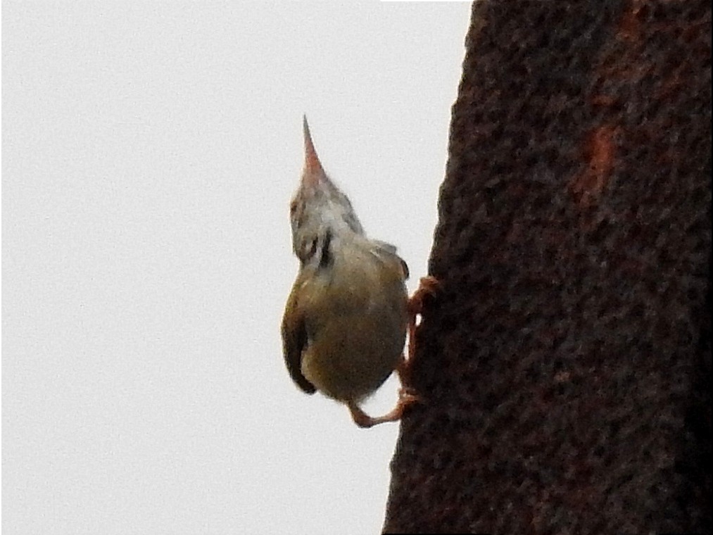 Common Tailorbird - ML638229353