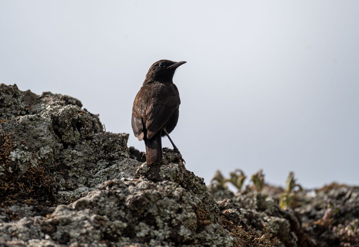 Rüppell's Chat - ML638229361