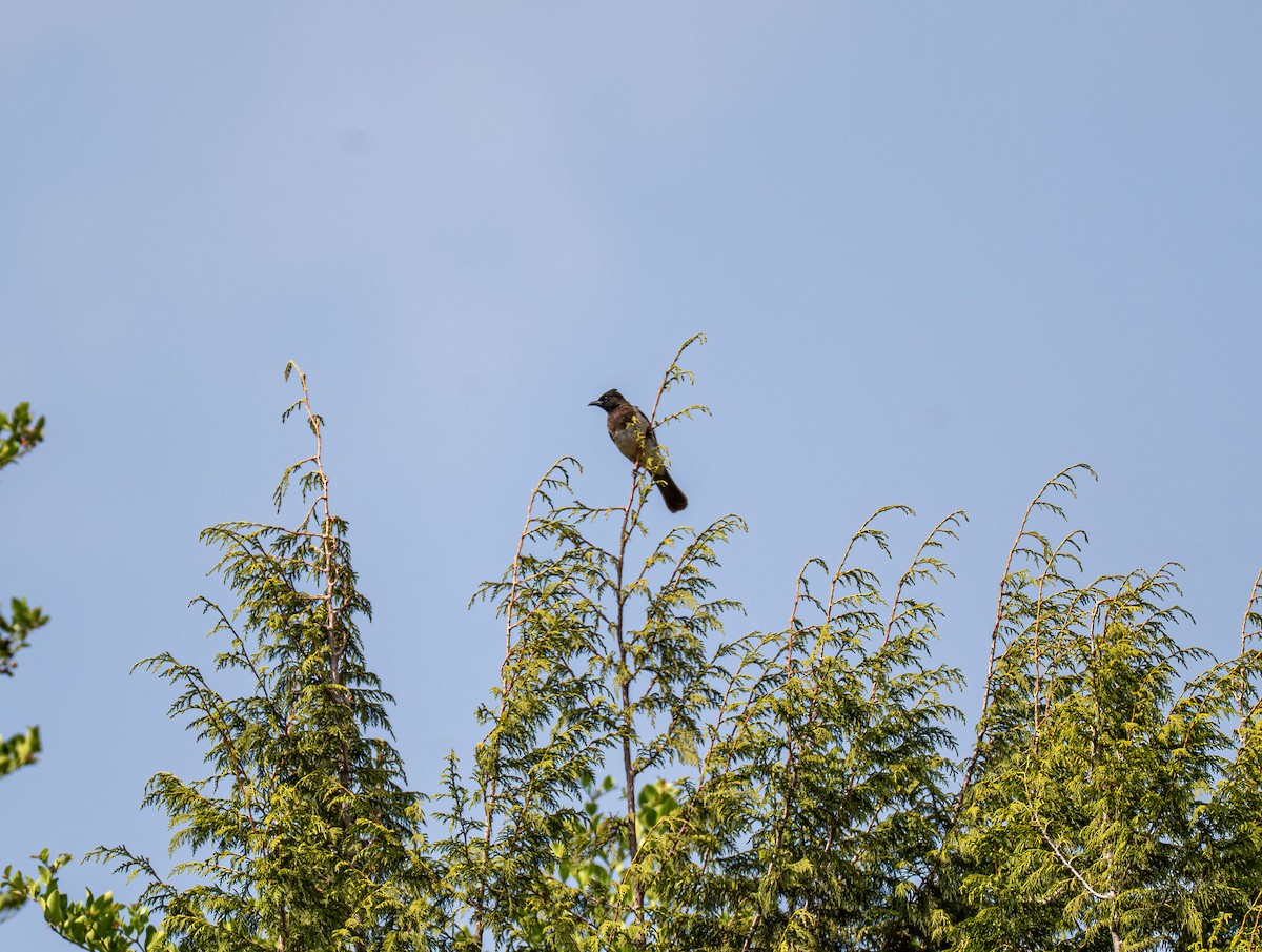 Common Bulbul - ML638229367