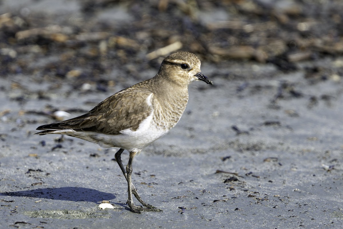 Rufous-chested Dotterel - ML638229390