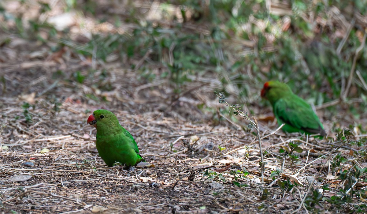 Black-winged Lovebird - ML638229397