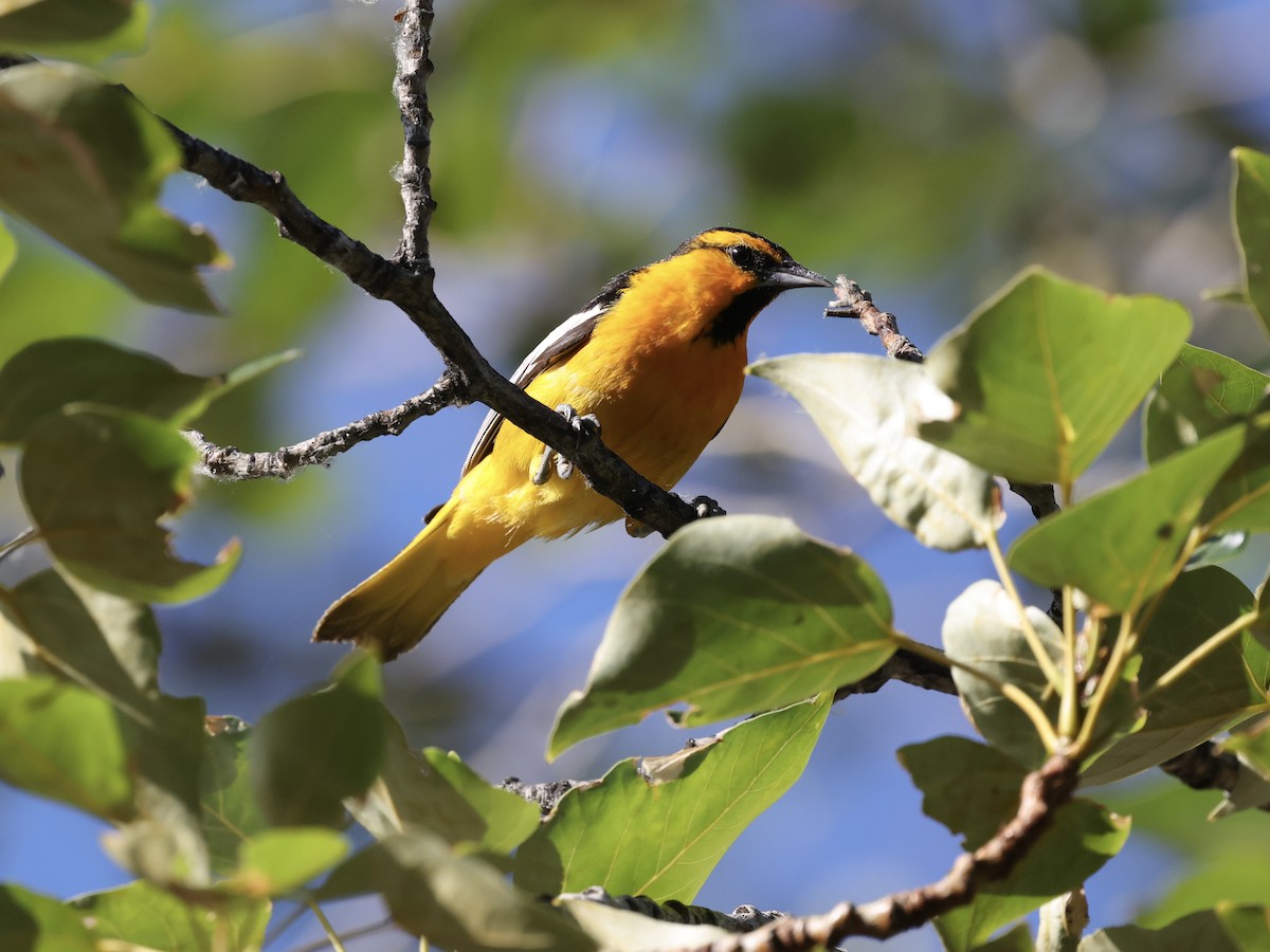 Bullock's Oriole - ML638229401