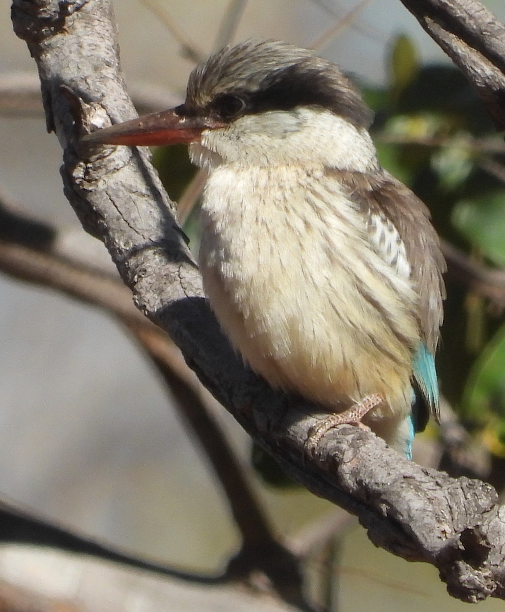 Striped Kingfisher - ML638229404