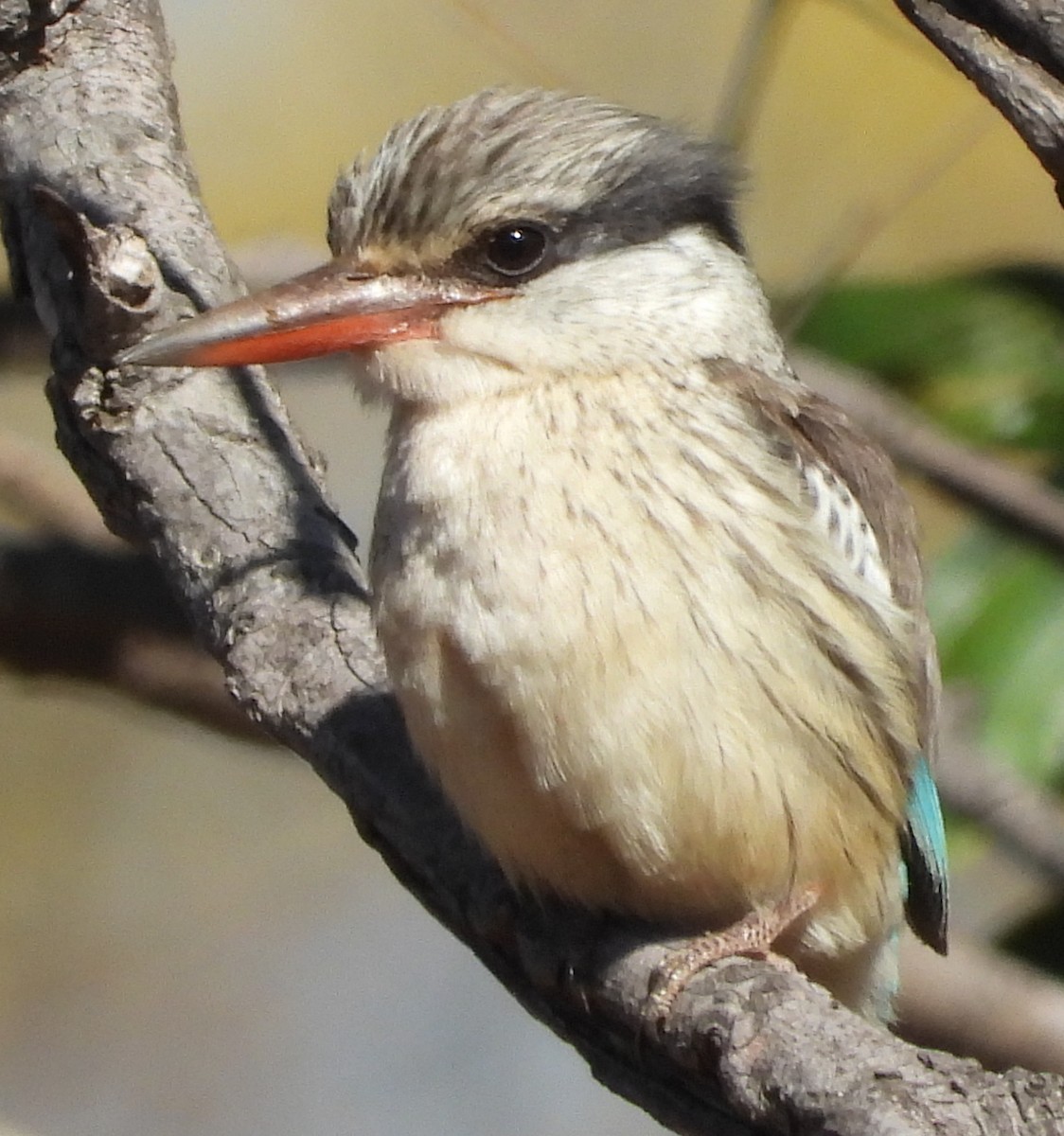 Striped Kingfisher - ML638229405