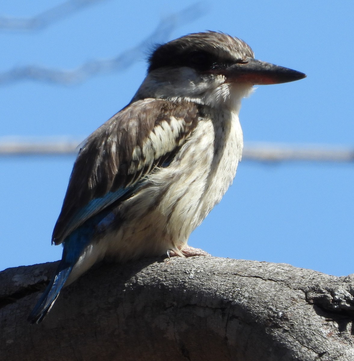 Striped Kingfisher - ML638229406