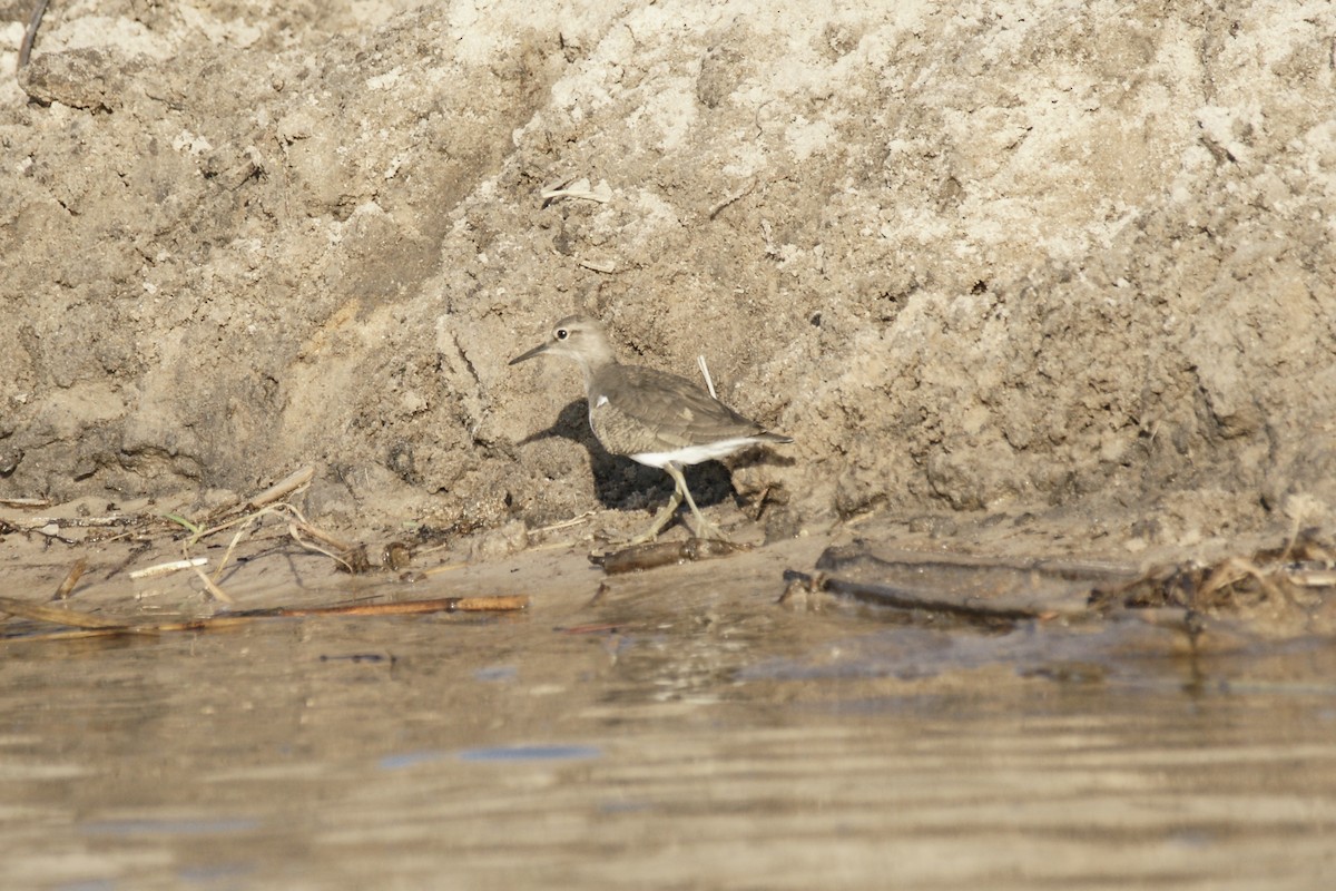 Common Sandpiper - ML638229411