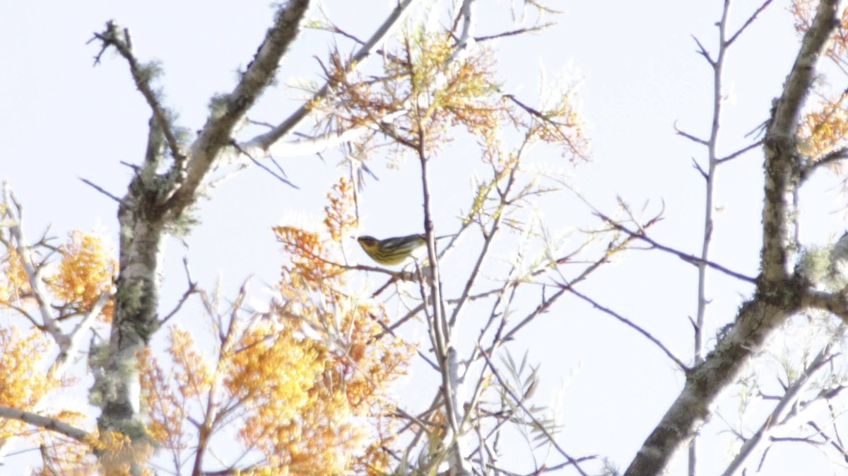 Cape May Warbler - ML638229422