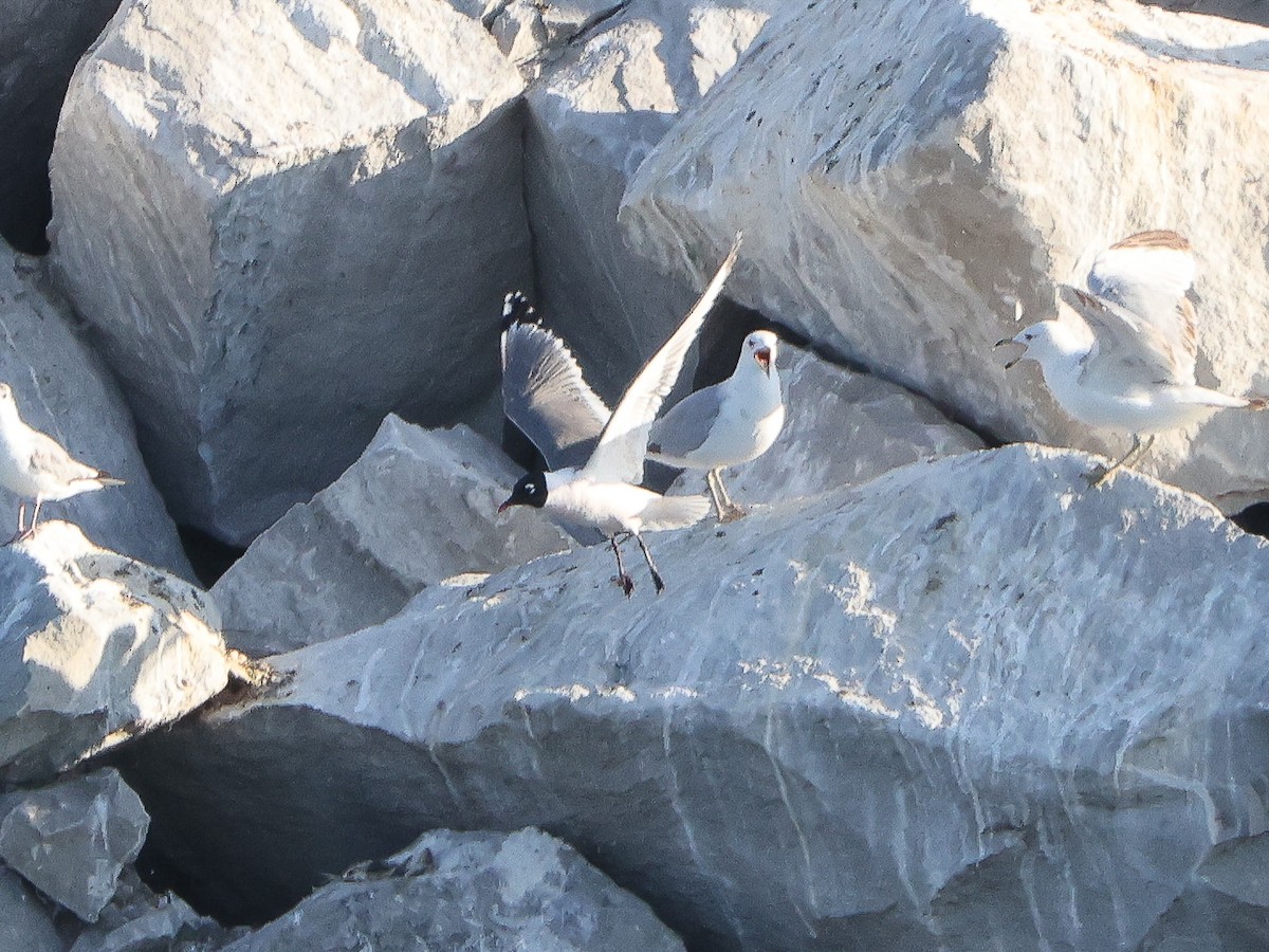 Franklin's Gull - Jeremy Pete