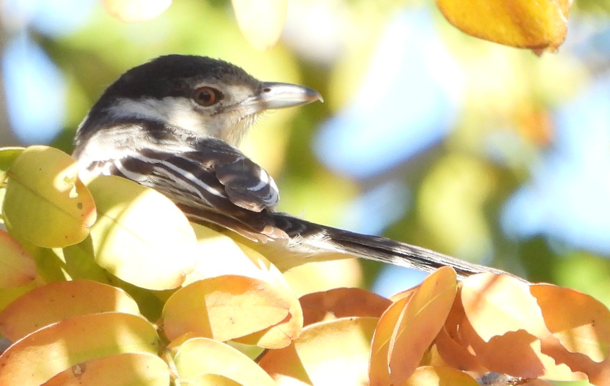 Black-backed Puffback - ML638229439