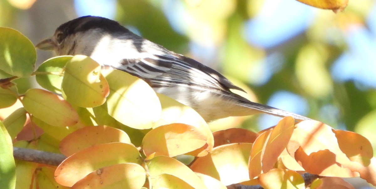 Black-backed Puffback - ML638229440