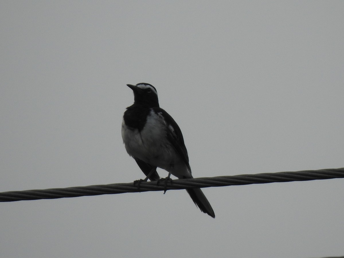 White-browed Wagtail - ML638229442