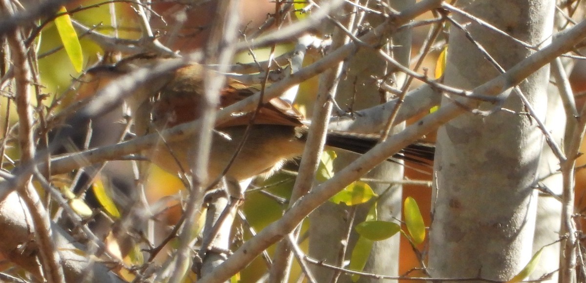 Brown-crowned Tchagra - ML638229443
