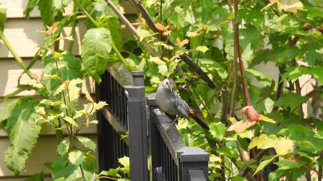 Gray Catbird - ML638229464