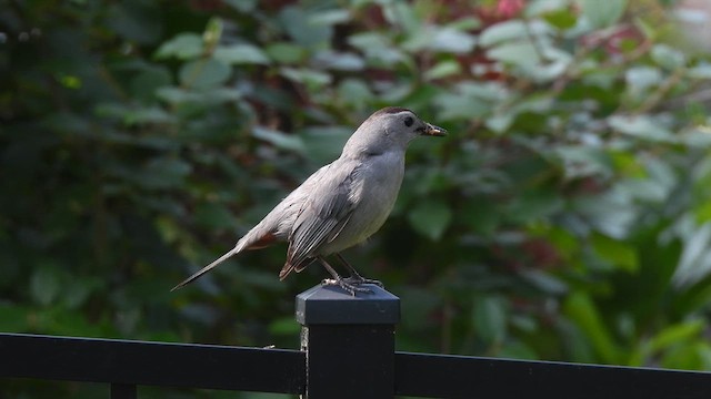 Gray Catbird - ML638229472