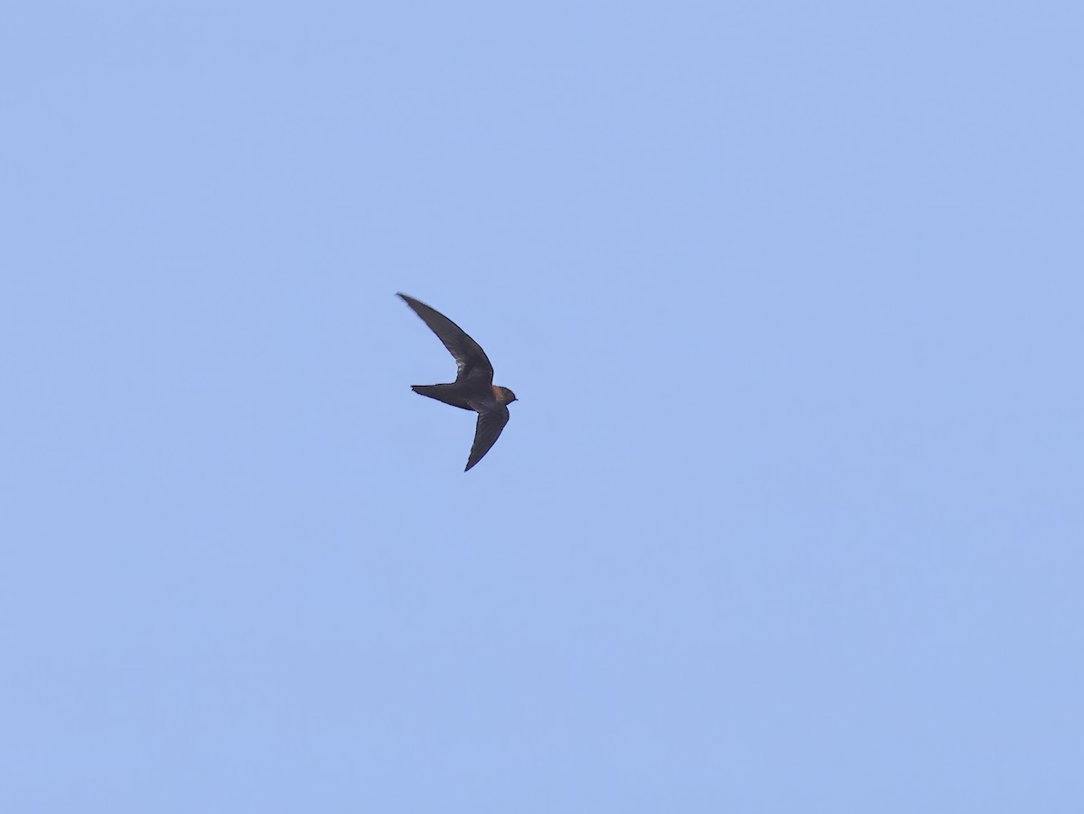 Chestnut-collared Swift - ML638229475