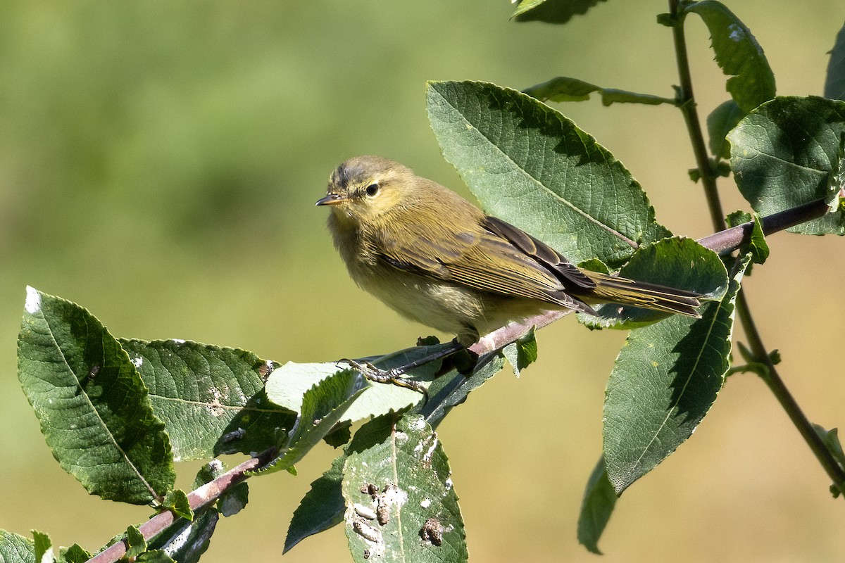 Common Chiffchaff - ML638229500