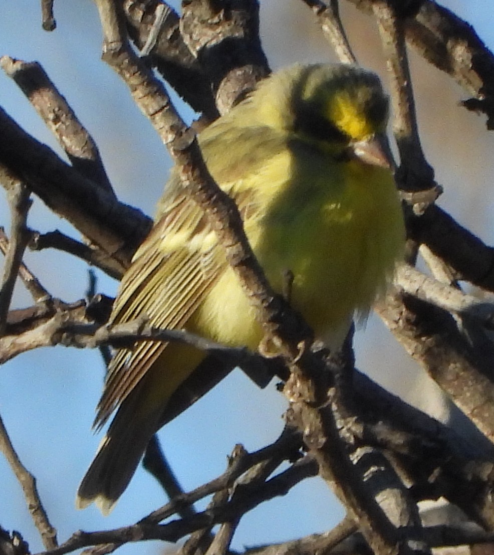 Yellow-fronted Canary - ML638229517