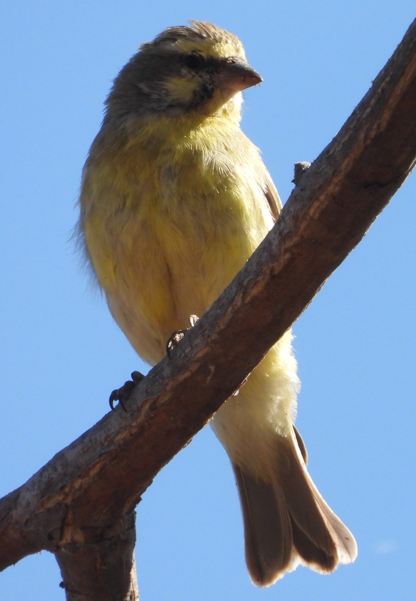Yellow-fronted Canary - ML638229518