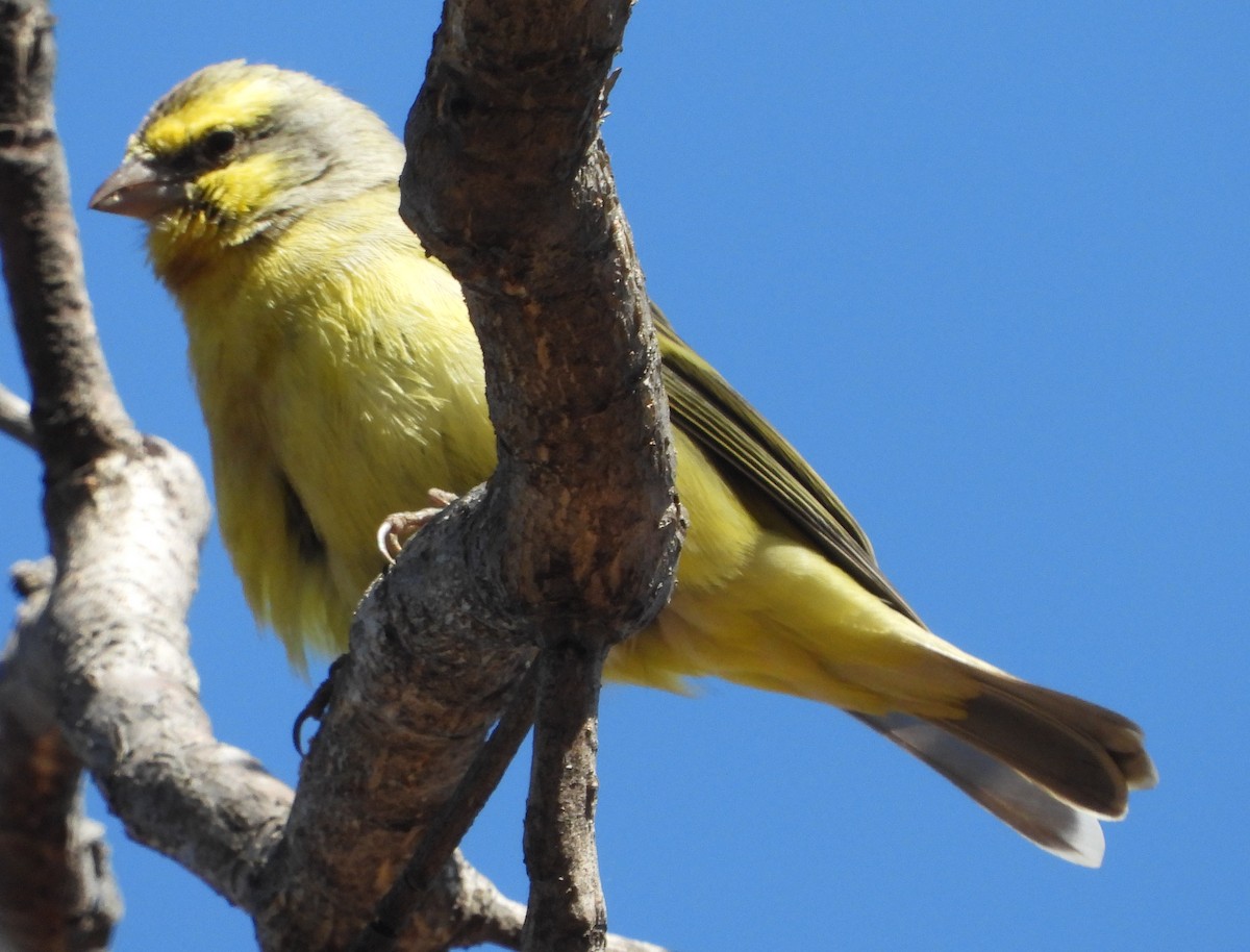 Yellow-fronted Canary - ML638229519
