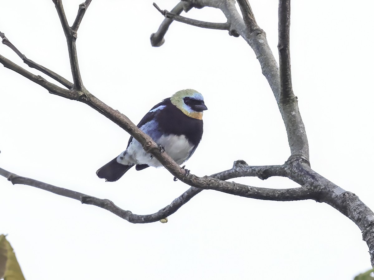 Golden-hooded Tanager - ML638229521