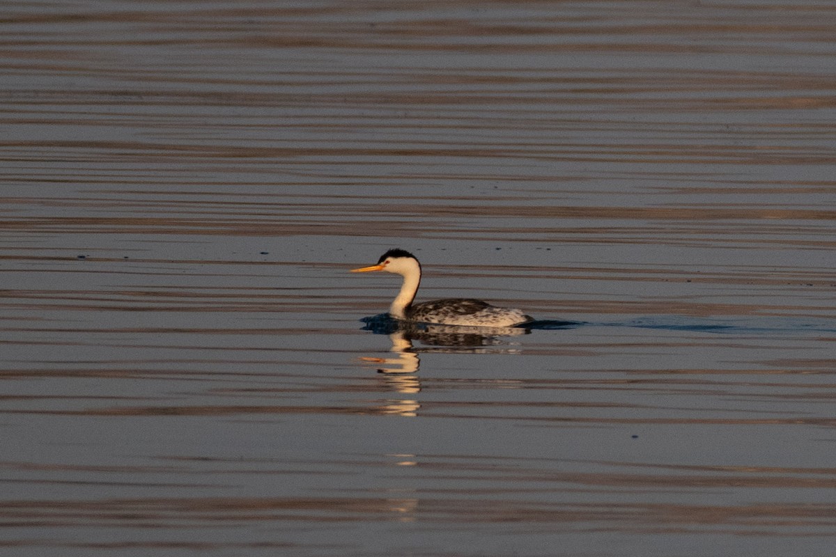 Clark's Grebe - ML638229575