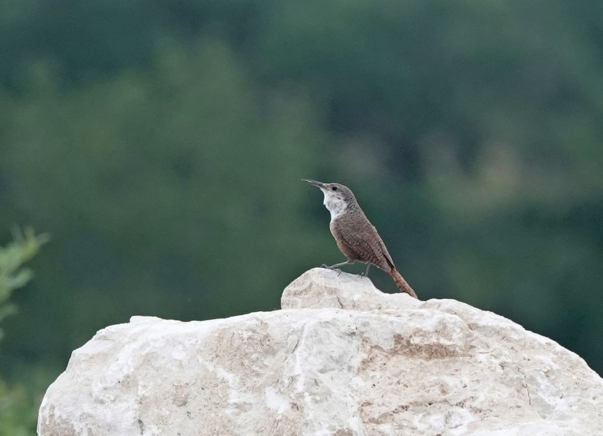 Canyon Wren - ML638229608