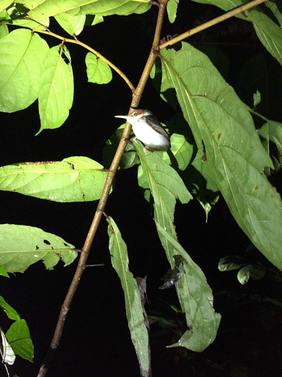Rufous-tailed Tailorbird - ML638229609