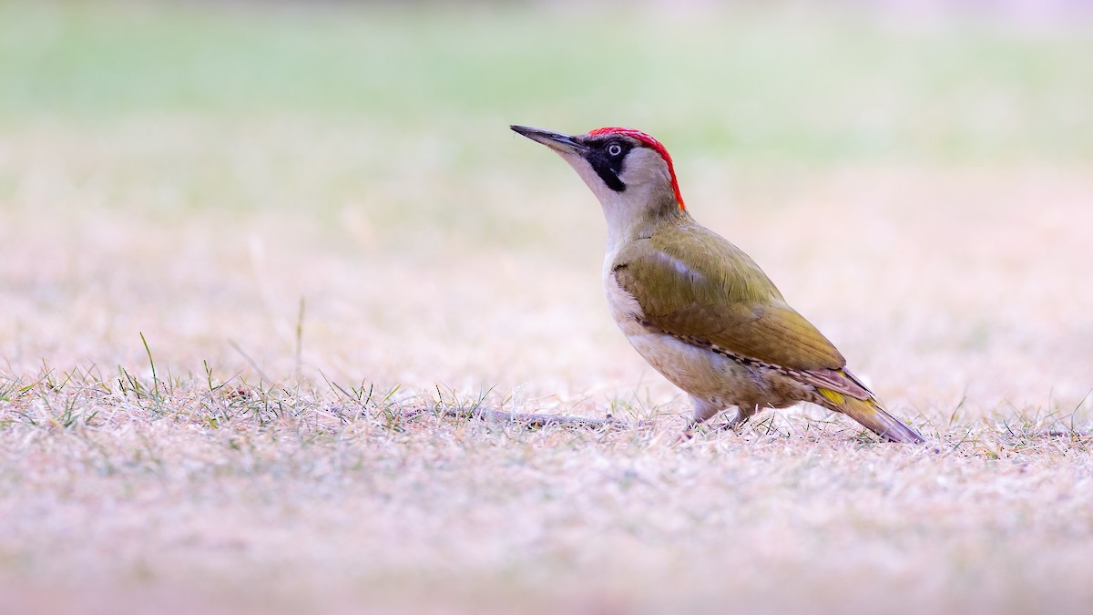 Eurasian Green Woodpecker - ML638229624