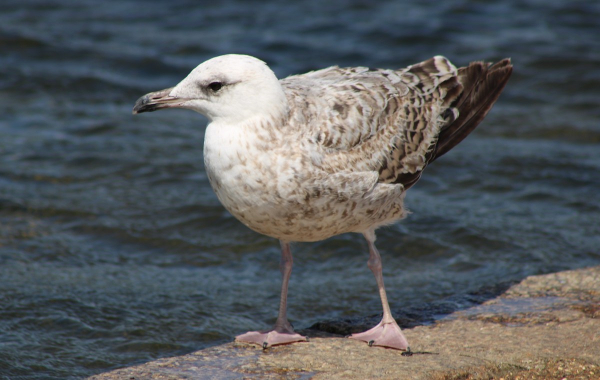 Caspian Gull - ML638229628