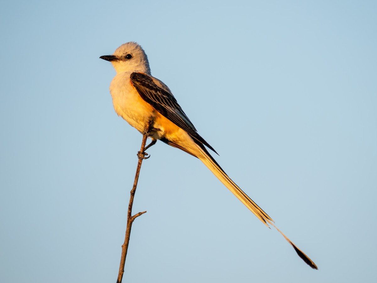 Scissor-tailed Flycatcher - ML638229631