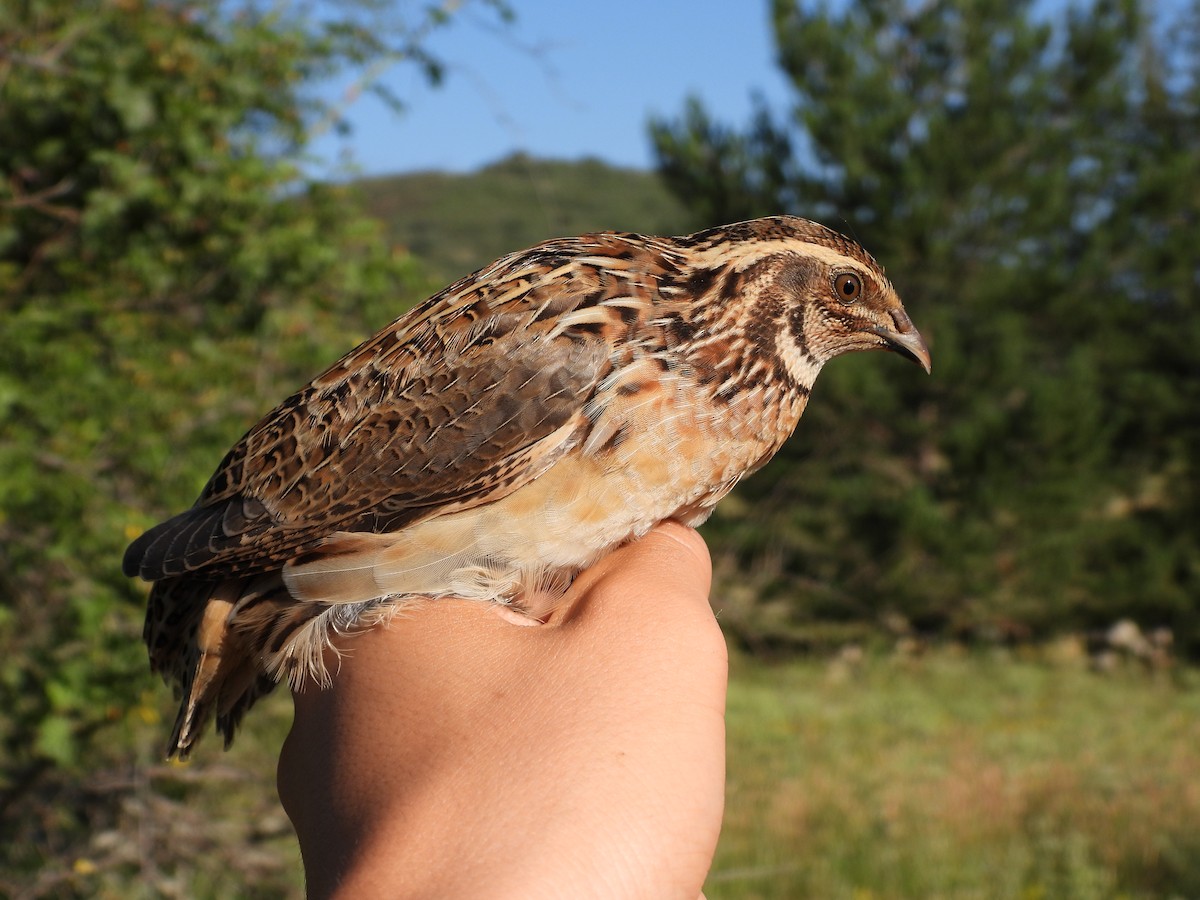 Common Quail - ML638229664