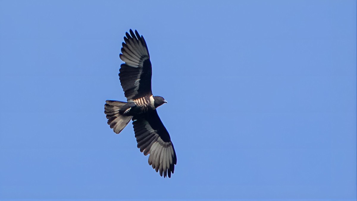 Black Baza - ML638229667