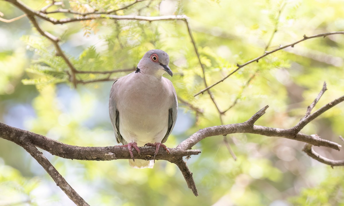 Mourning Collared-Dove - ML638229678