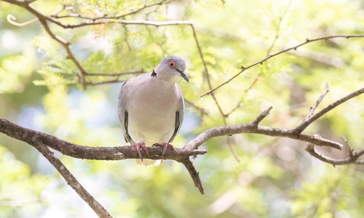 Mourning Collared-Dove - ML638229679