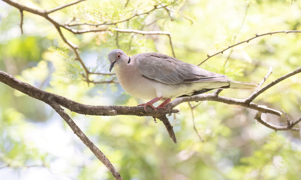 Mourning Collared-Dove - ML638229680