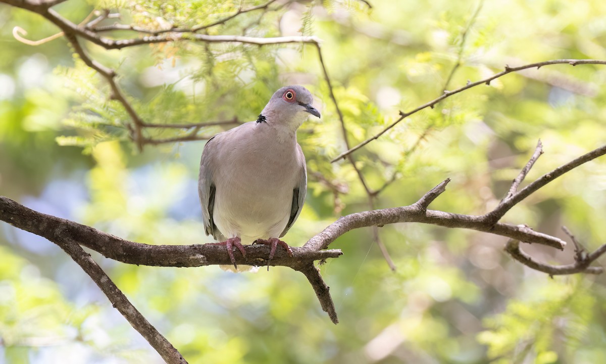 Mourning Collared-Dove - ML638229681