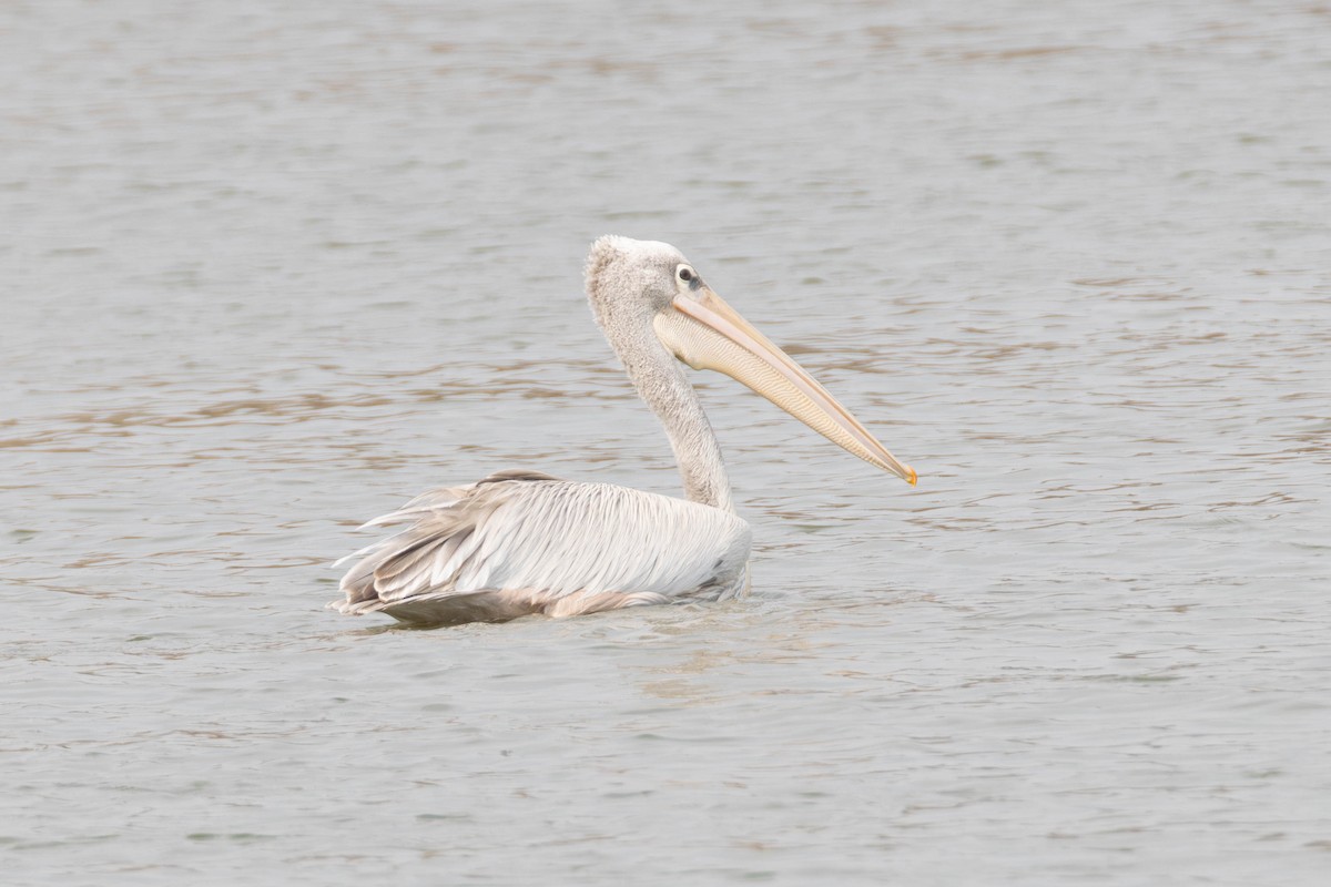 Pink-backed Pelican - ML638229682
