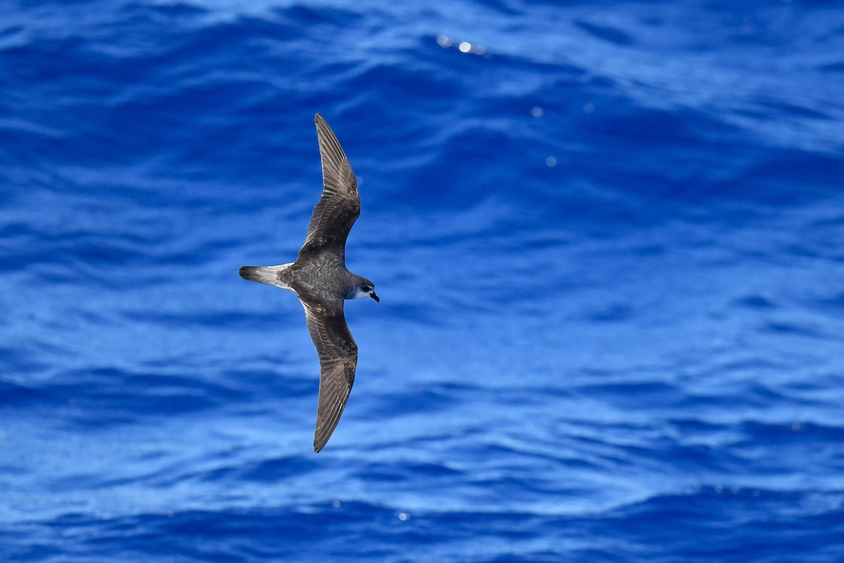 Black-winged Petrel - ML638229716