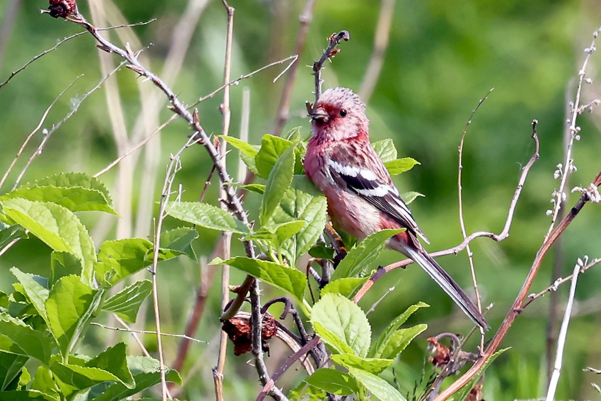Long-tailed Rosefinch - ML638229735