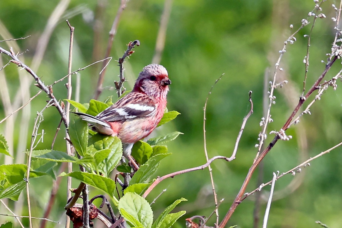 Long-tailed Rosefinch - ML638229737
