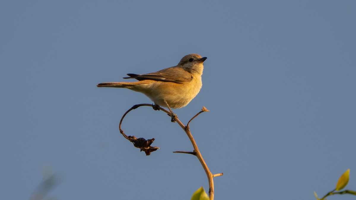 Isabelline Shrike (Chinese) - ML638229780