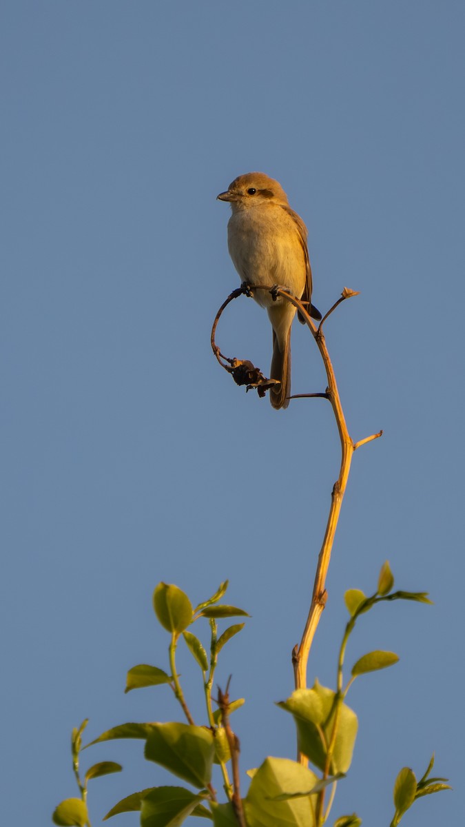 Isabelline Shrike (Chinese) - ML638229781