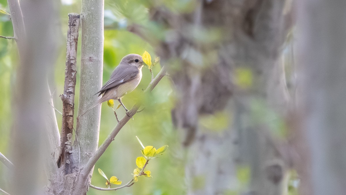 Isabelline Shrike (Chinese) - ML638229782