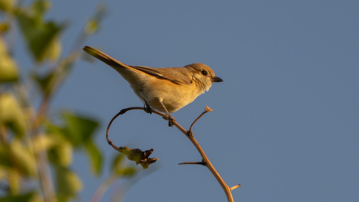 Isabelline Shrike (Chinese) - ML638229783