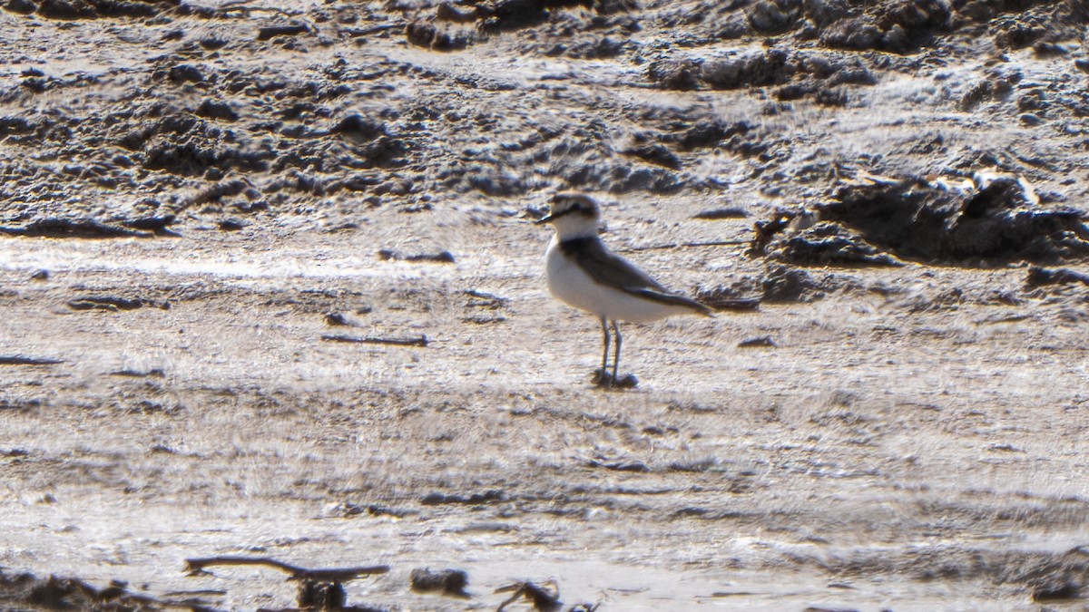 Kentish Plover (Kentish) - ML638229796