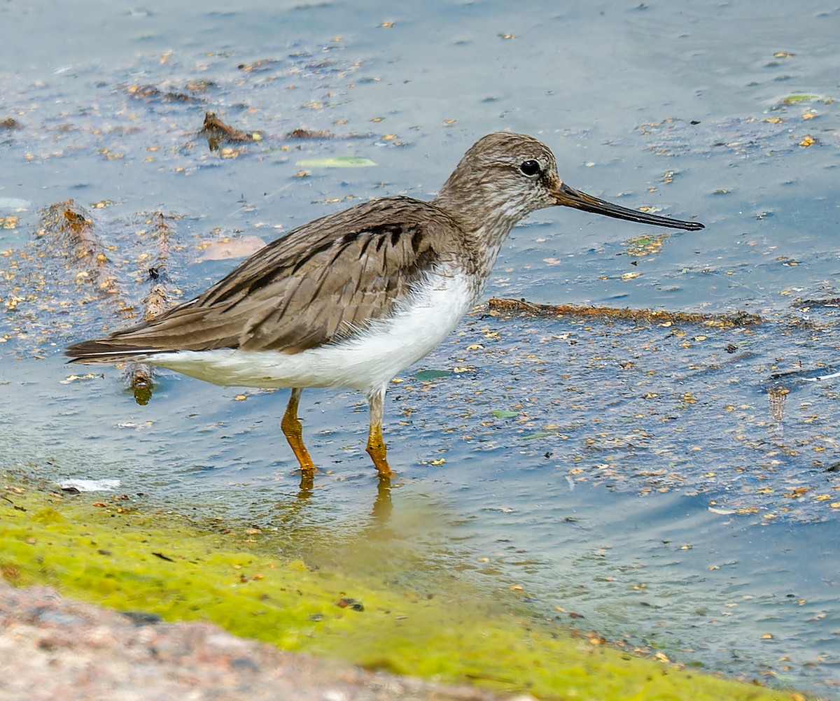 Terek Sandpiper - ML638229843