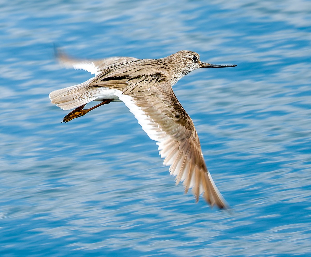 Terek Sandpiper - ML638229844