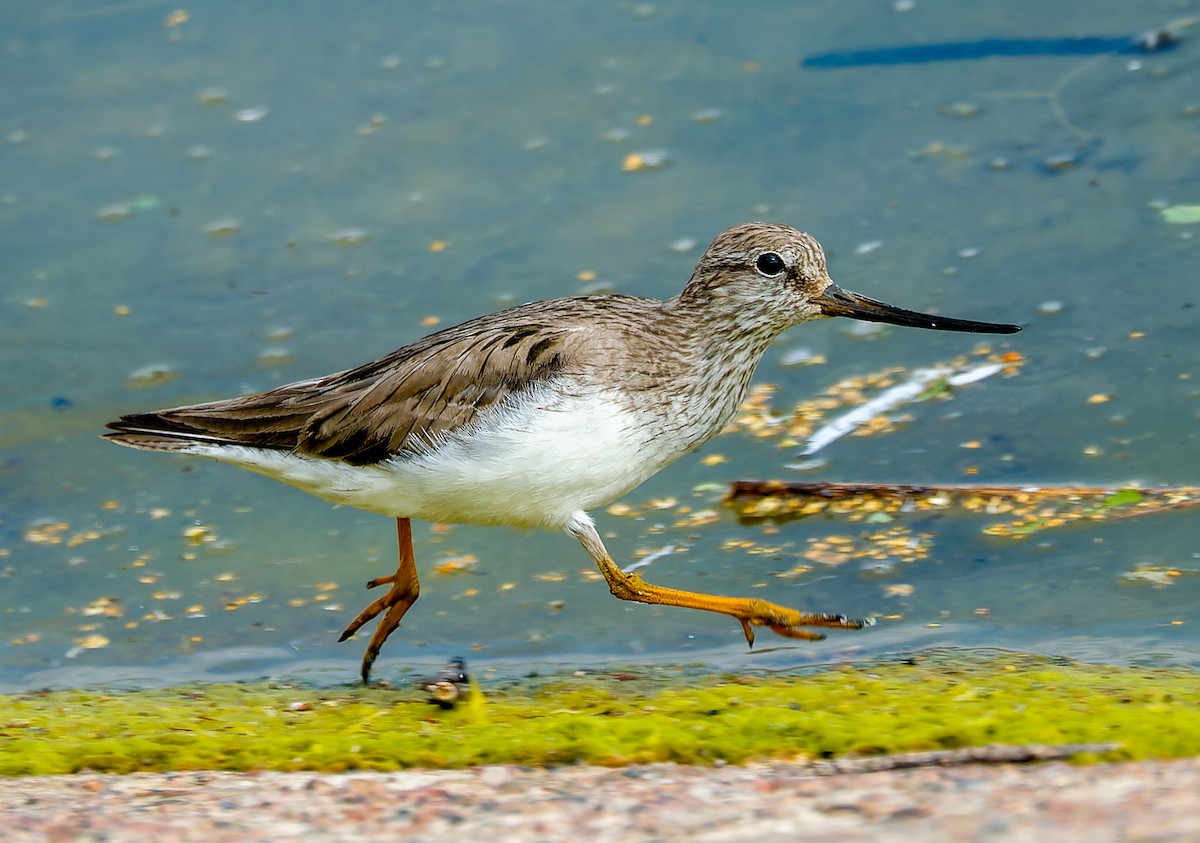 Terek Sandpiper - ML638229845