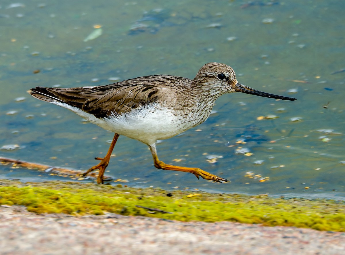 Terek Sandpiper - ML638229846