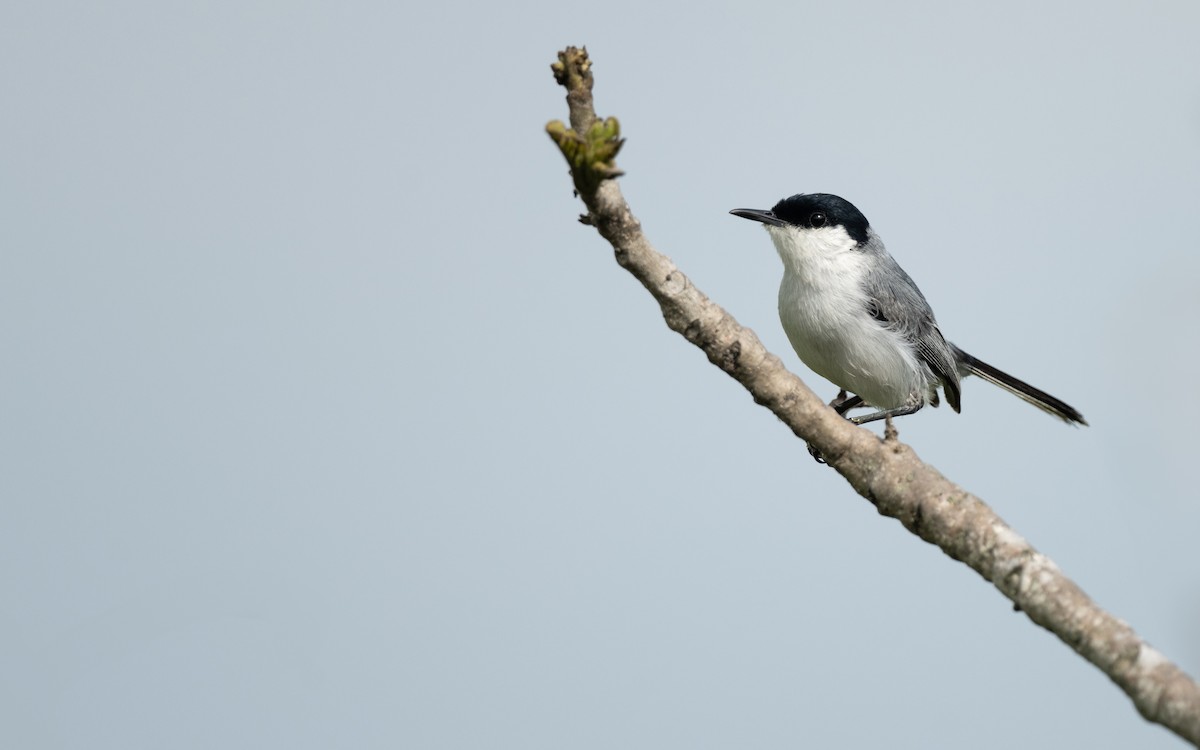 Yucatan Gnatcatcher - ML638229847